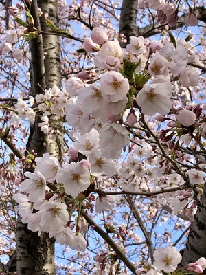 桜.jpgのサムネイル画像